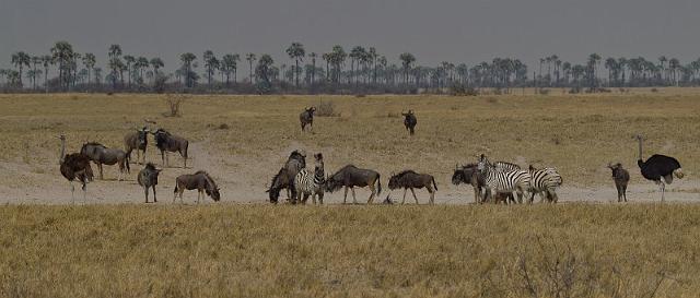 291 Kalahari woestijn, gnoe's, zebra's en struisvogels.jpg